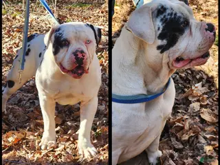 Alapaha Blue Blood Bulldog dogs Bishop - Ad 1