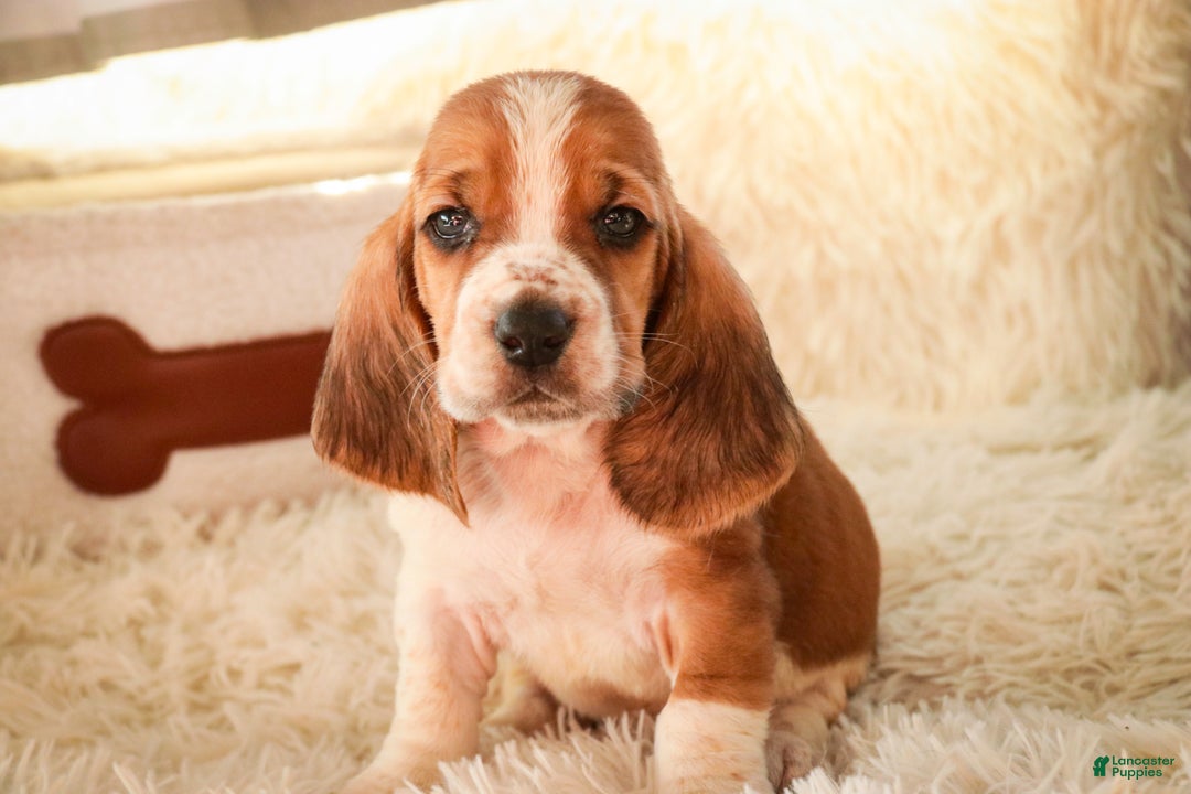 Basset Hound dogs for sale: Axiom - Ad 4