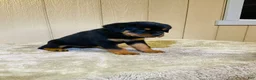 Rottweiler dogs for sale: Rottweiler 5 - Ad 7