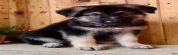 German Shepherd dogs for sale: Prissy  - Ad 10