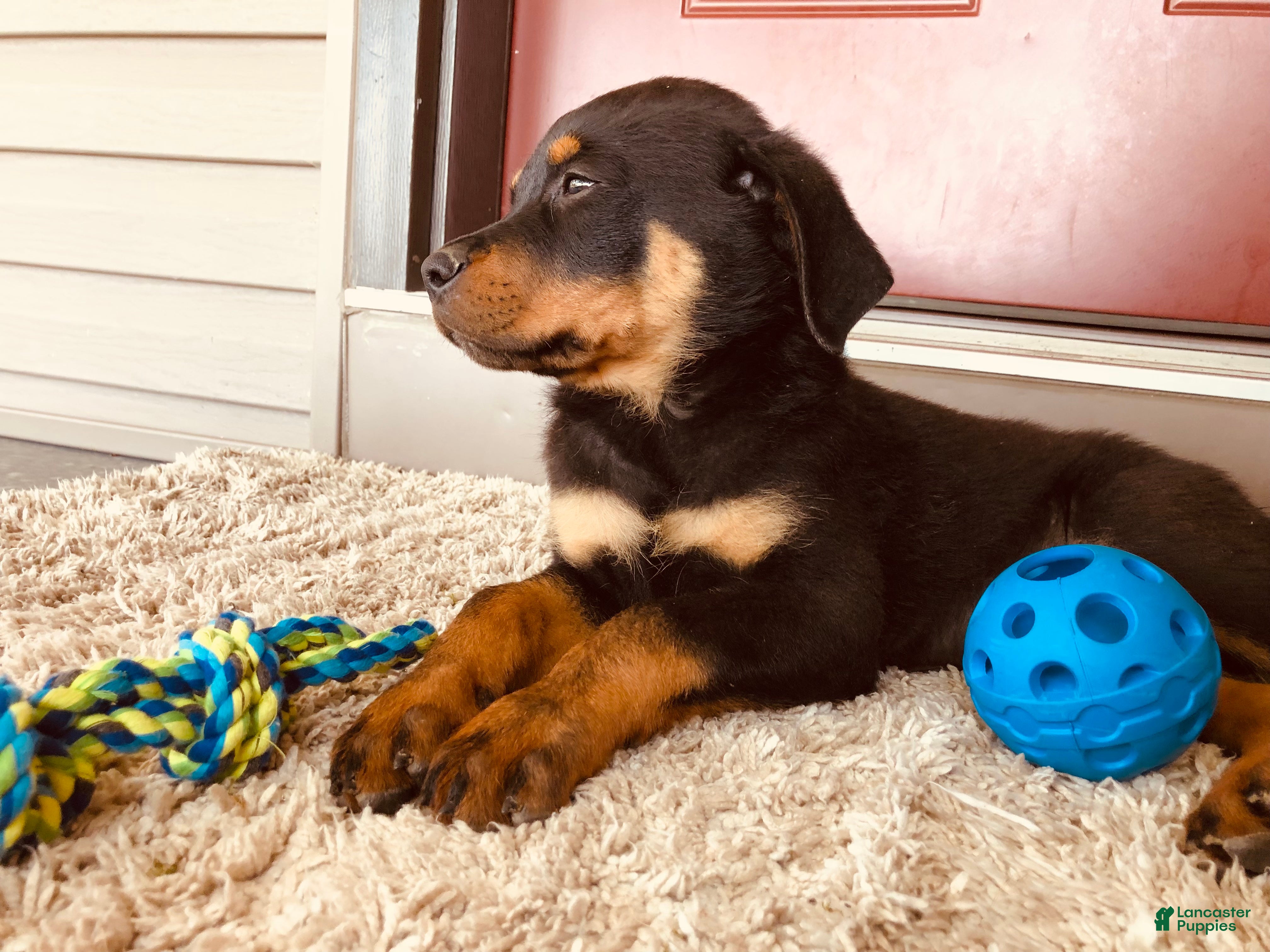 German Dog Rottweiler Double Coat Rottweiler Price In India