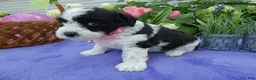 Bichpoo dogs for sale: Bichpoo 2 Posey - Ad 2