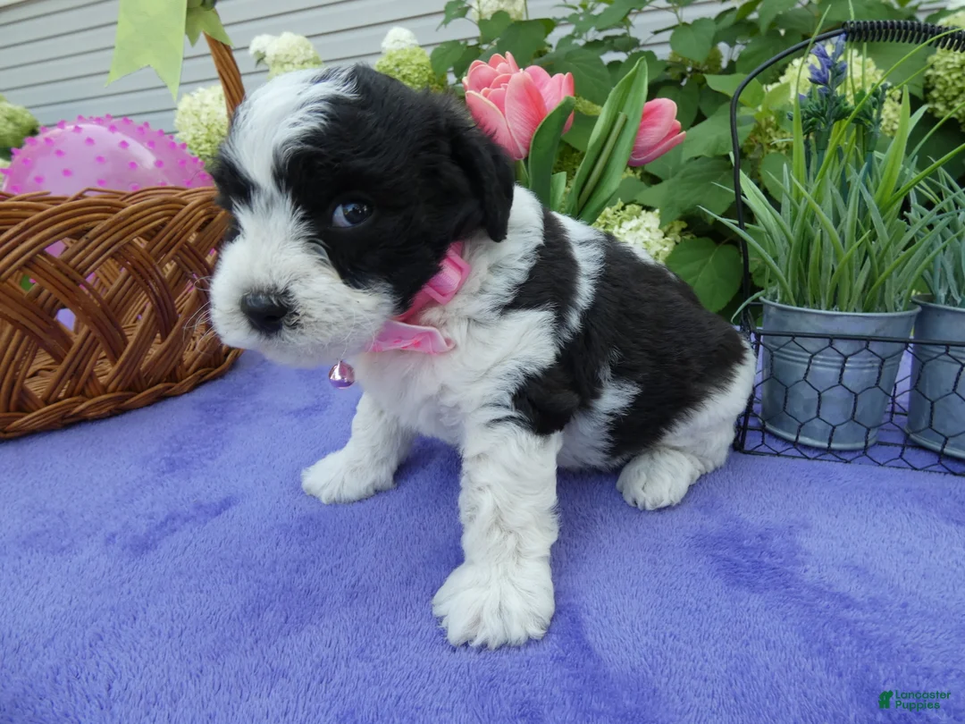 Bichpoo dogs for sale: Bichpoo 2 Posey - Ad 2