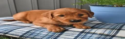 Golden Retriever dogs for sale: Goldie - Ad 2