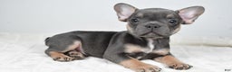 French Bulldog dogs for sale: Finley - Ad 2