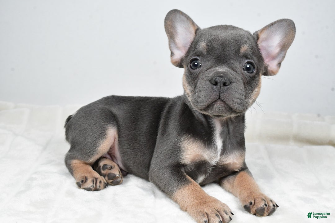 French Bulldog dogs for sale: Finley - Ad 2