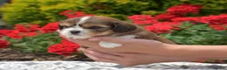 Mixed Breed dogs for sale: Birch - Ad 4