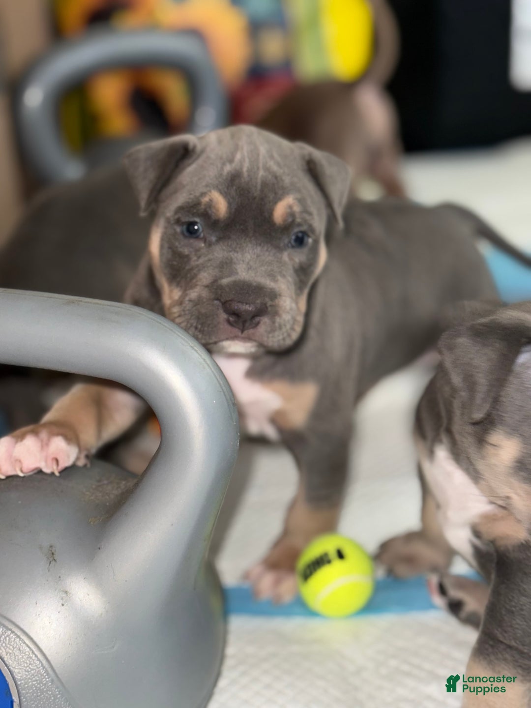 American Bully dogs for sale: Frisco - Ad 2