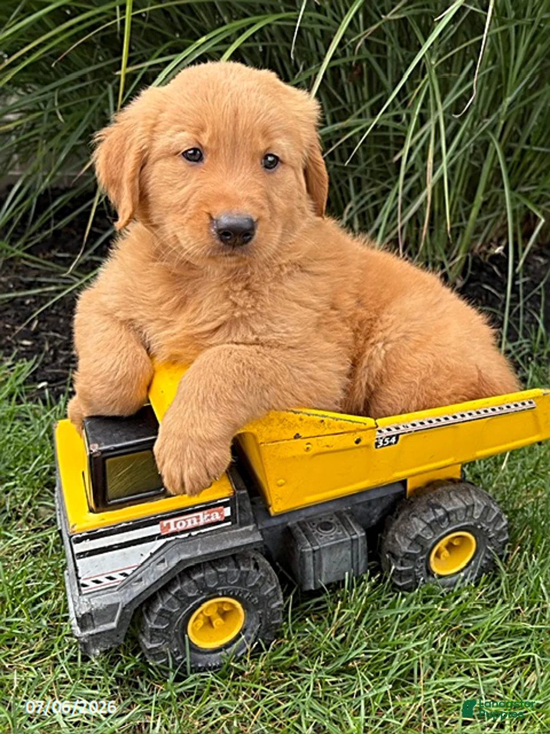Golden Retriever dogs for sale: Simba - Ad 1