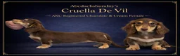 Miniature Dachshund dogs for sale: Chocolate & Cream AKC girl - Ad 2