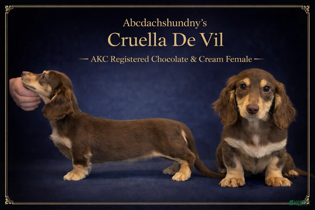 Miniature Dachshund dogs for sale: Chocolate & Cream AKC girl - Ad 2