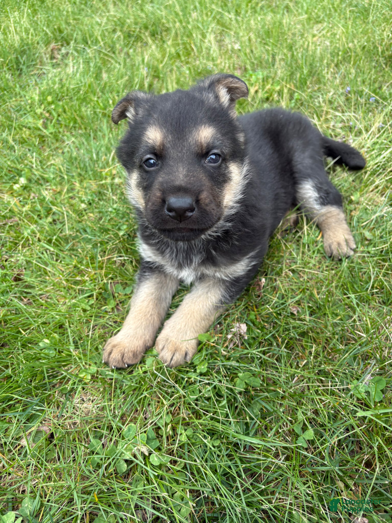 German Shepherd dogs German Shepherd Puppy 1 - Ad 1