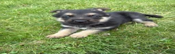 German Shepherd dogs for sale: German Shepherd Puppy 1 - Ad 1