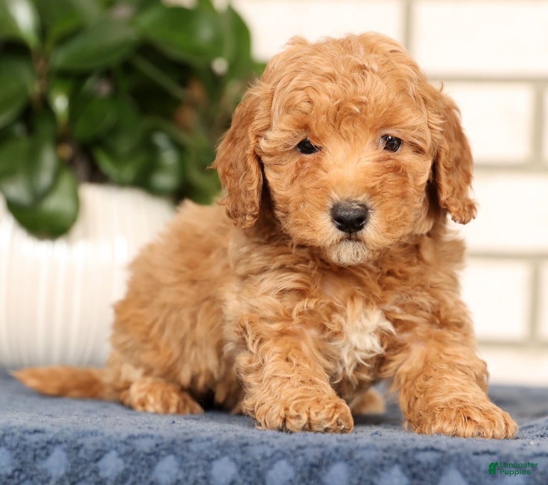Bichpoo dogs for sale: Franklin - Ad 3