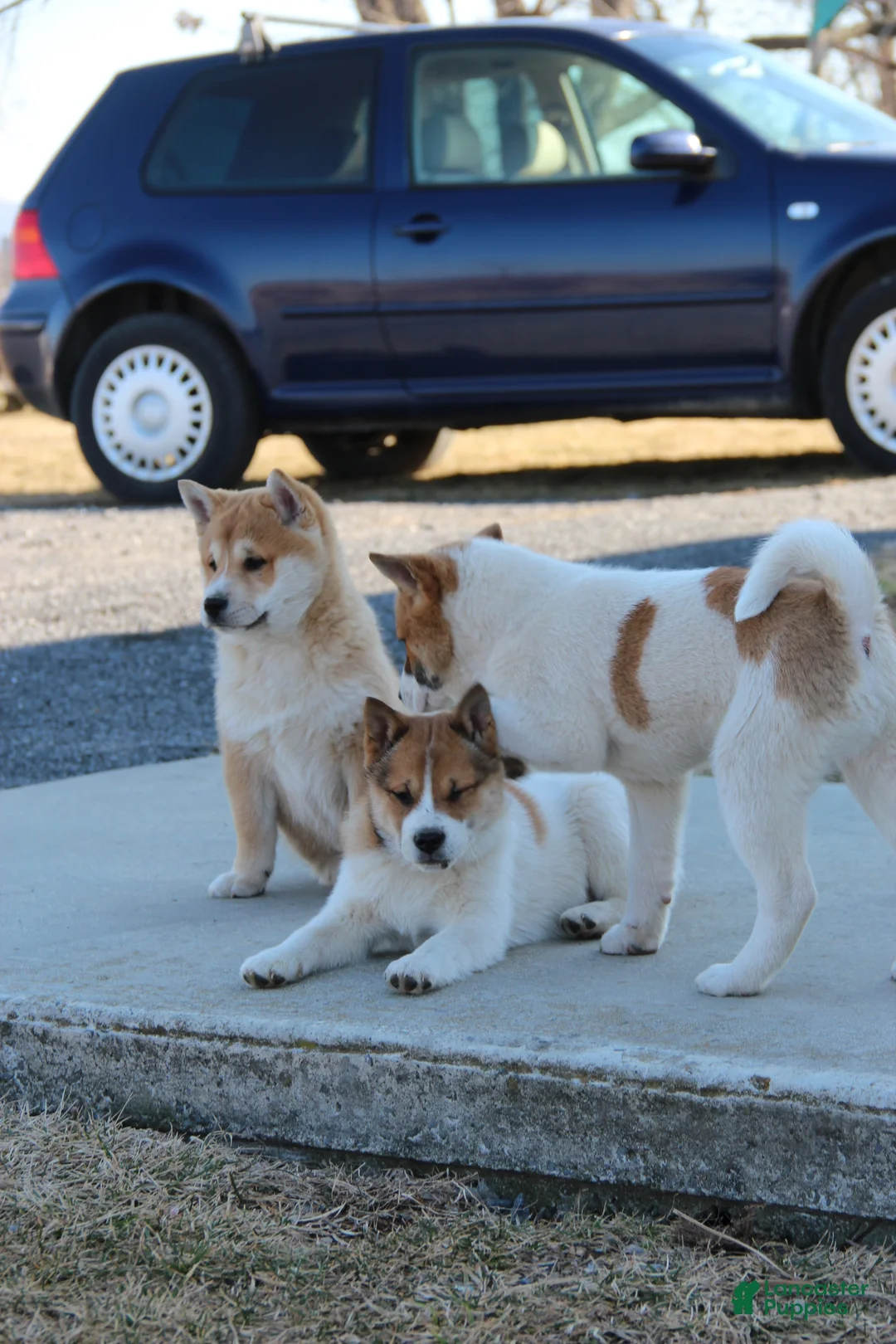 Mixed Breed dogs for sale: Franklin - Ad 2