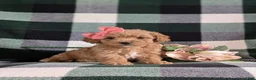 Bichpoo dogs for sale: Roxanna 9 lbs Full Grown - Ad 6