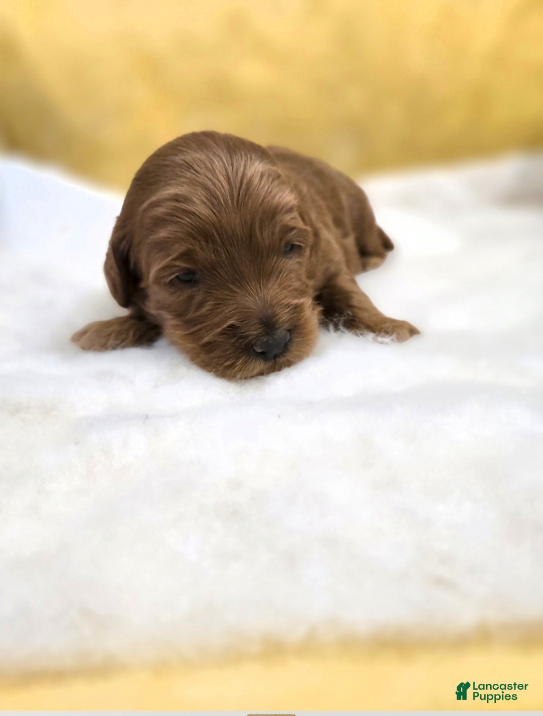 Mini Goldendoodle dogs for sale: Oakley  - Ad 2