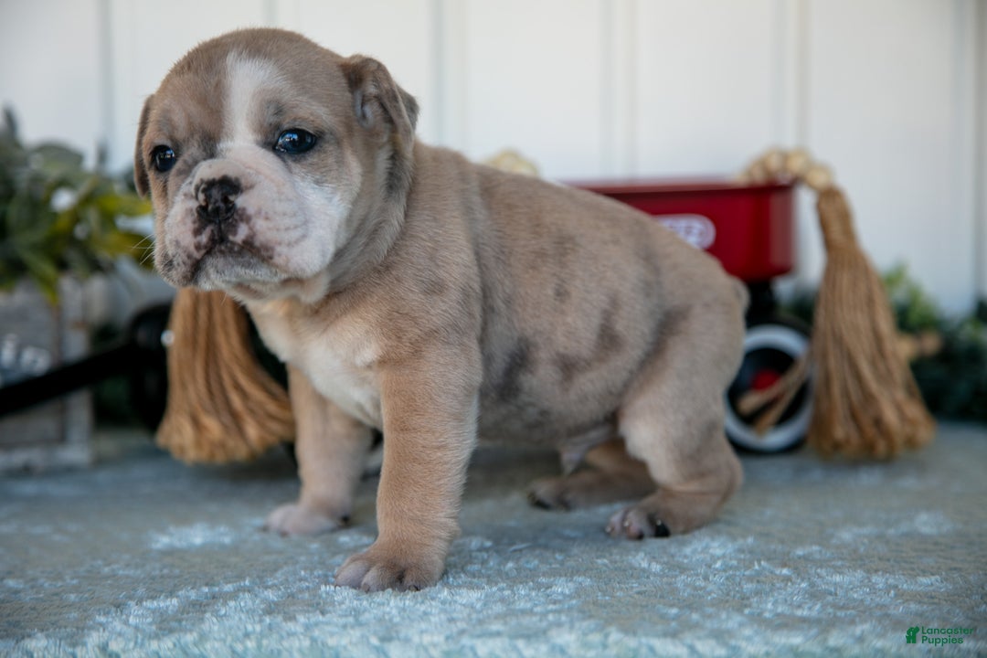 Mixed Breed dogs for sale: Travis - Ad 3