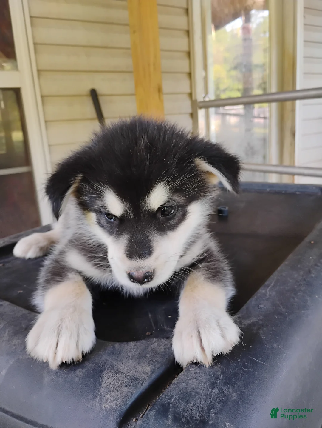 Alaskan Malamute dogs for sale: Alaskan Malamute Puppy 10 - Ad 2