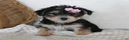 Morkie dogs for sale: Mille - Ad 2