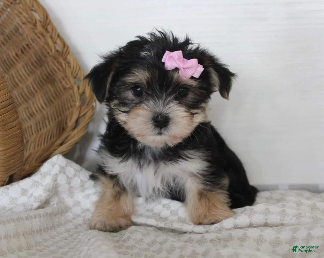 Morkie dogs for sale: Mille - Ad 2