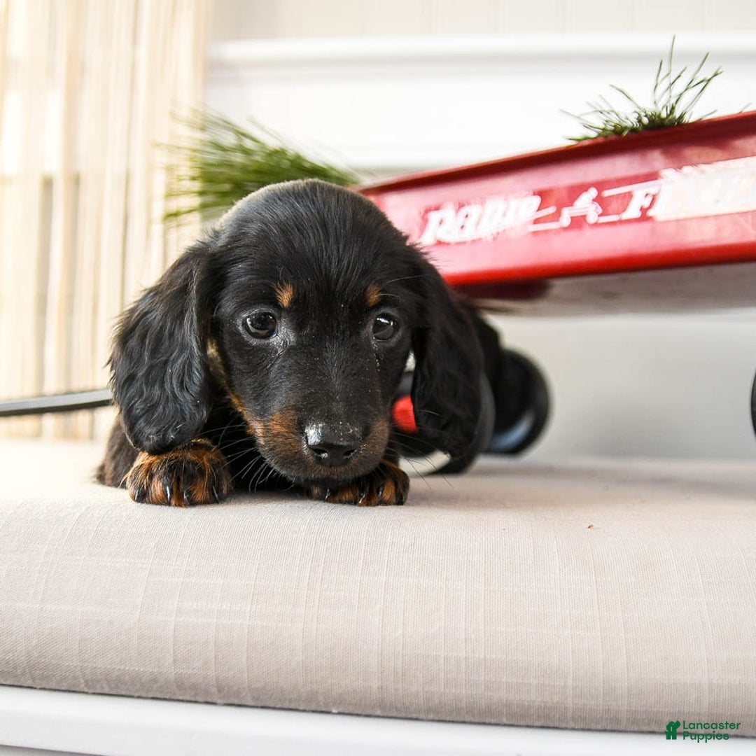 Dachshund dogs for sale: Jingle  - Ad 3