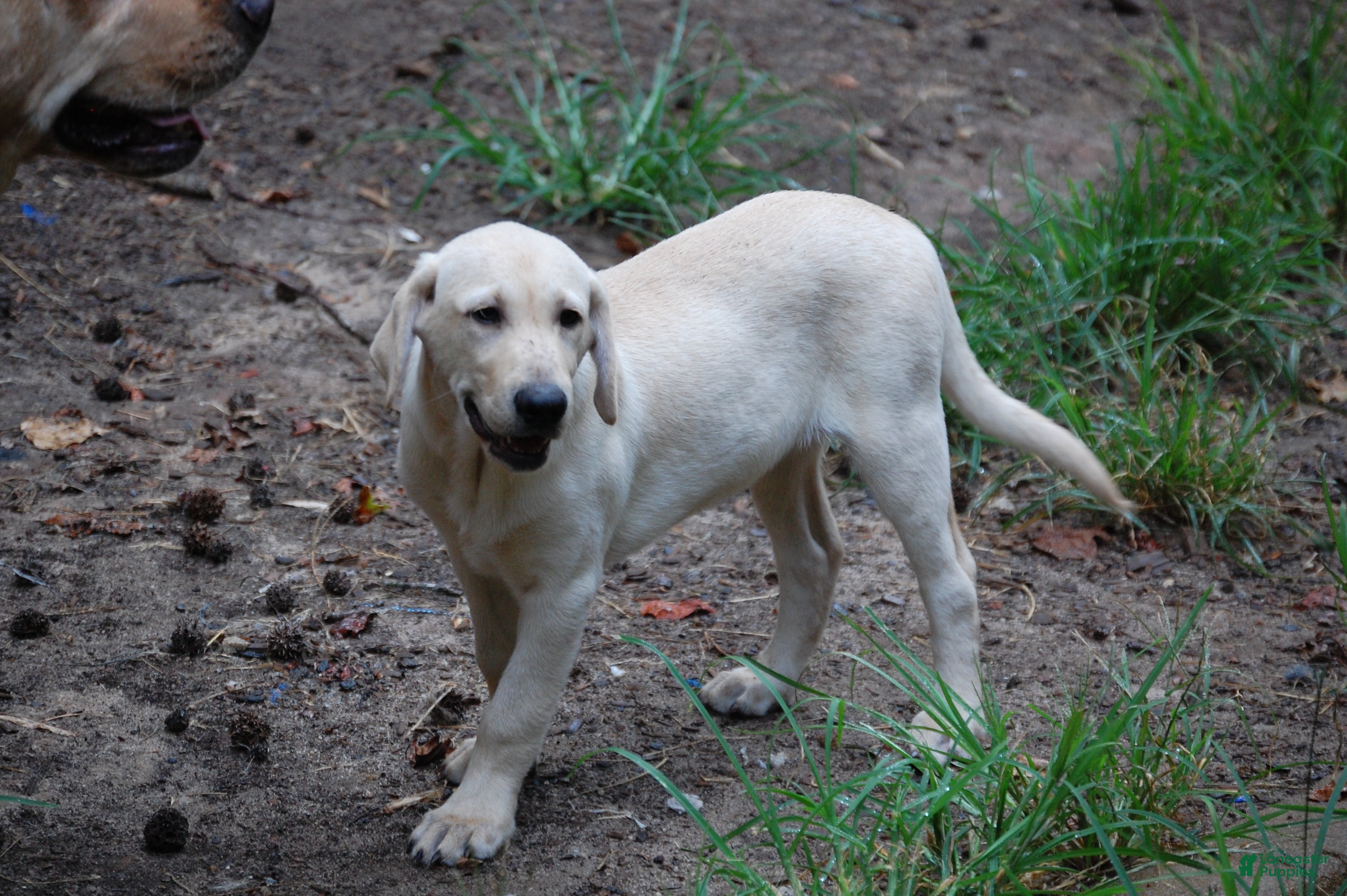 Labrador Retriever dogs for sale: Labrador Retriever 4 Amy - Ad 2