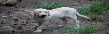 Labrador Retriever 4 Amy