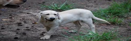 Labrador Retriever dogs for sale: Labrador Retriever 4 Amy - Ad 1