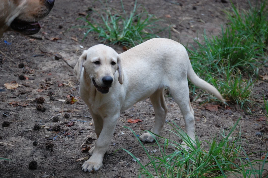 Labrador Retriever dogs for sale: Labrador Retriever 4 Amy - Ad 1