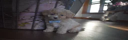 Cavapoochon dogs for sale: Rascal - Ad 2