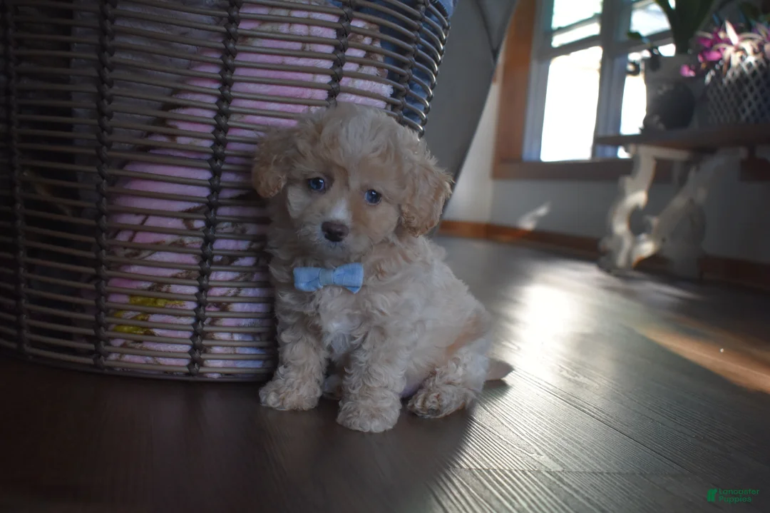 Cavapoochon dogs for sale: Rascal - Ad 2
