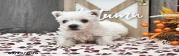 West Highland Terrier dogs for sale: Wren - Ad 4