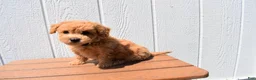 Bichpoo dogs for sale: Kevin 🐶✨ - Ad 28
