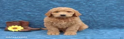 Goldendoodle dogs for sale: Jumper - Ad 5