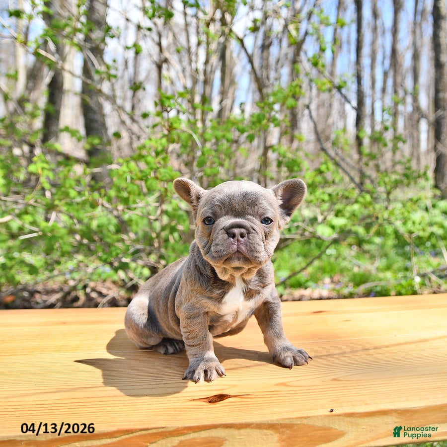French Bulldog dogs Bella   - Ad 2