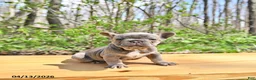 French Bulldog dogs for sale: Bella   - Ad 2