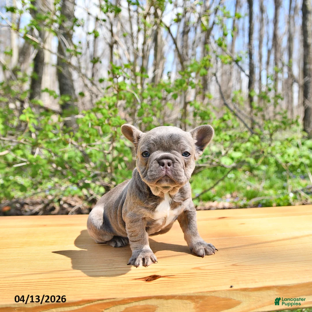 French Bulldog dogs for sale: Bella   - Ad 2