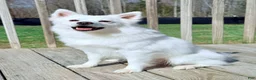 American Eskimo dogs for sale: Briar - Ad 2