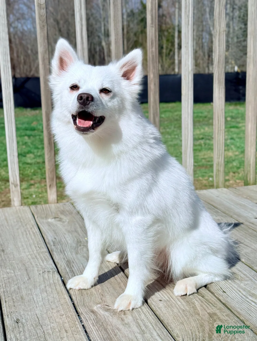 American Eskimo dogs for sale: Briar - Ad 2