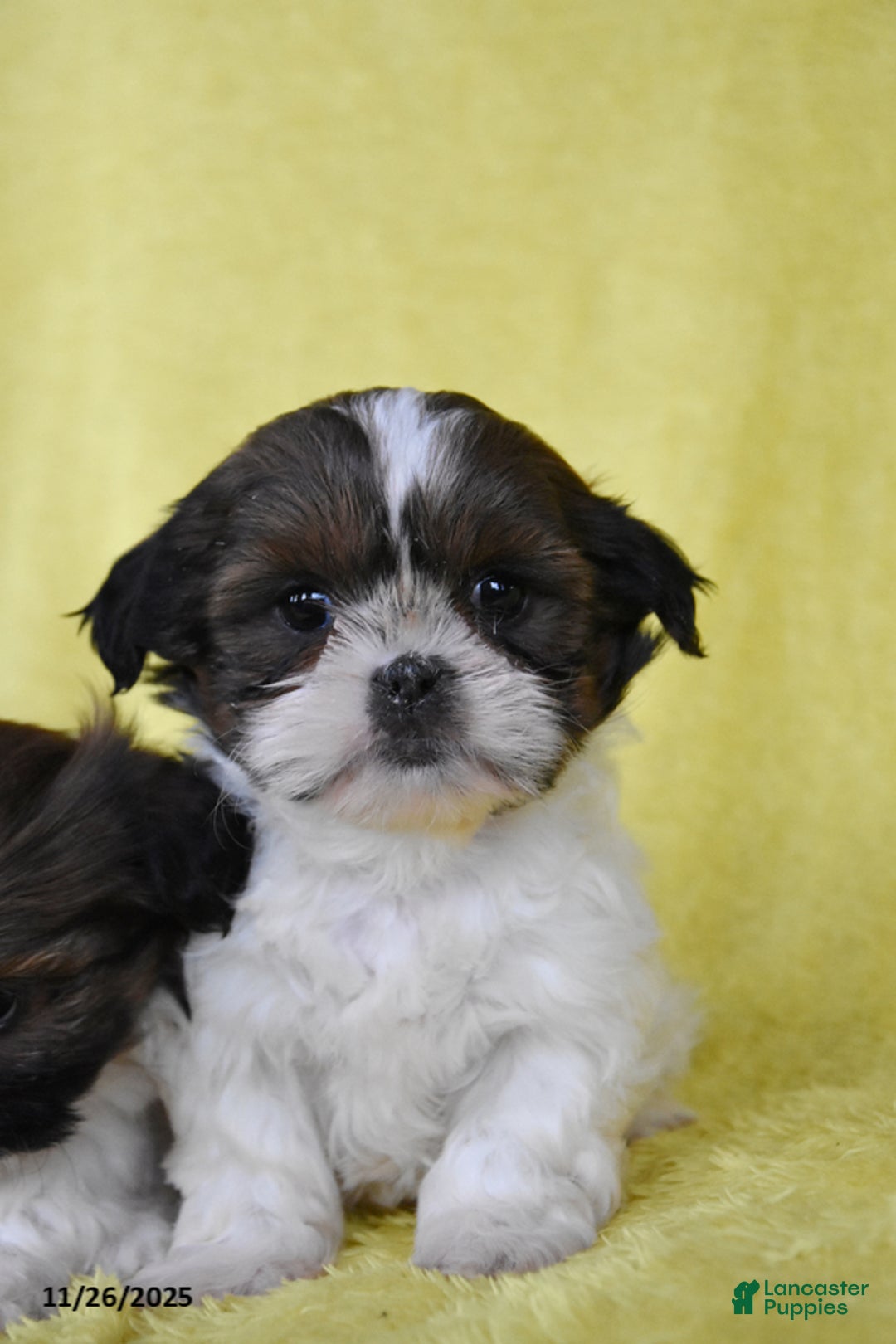 Shih Tzu dogs for sale: Bethany - Ad 2