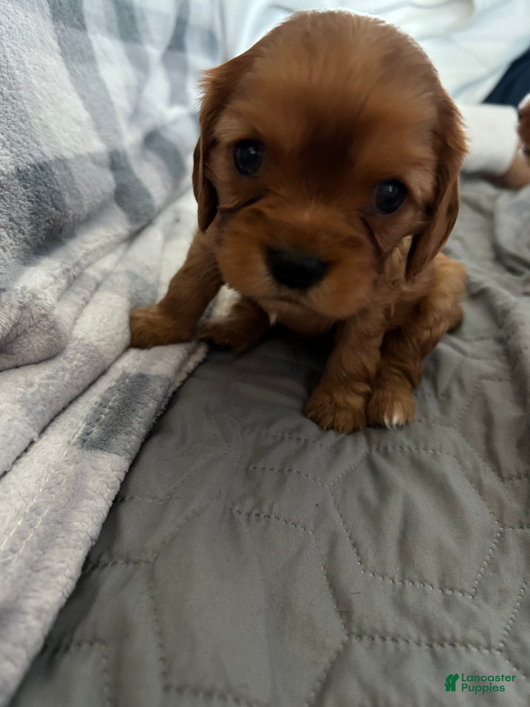Cavalier King Charles Spaniel dogs for sale: Cinnamon  - Ad 4