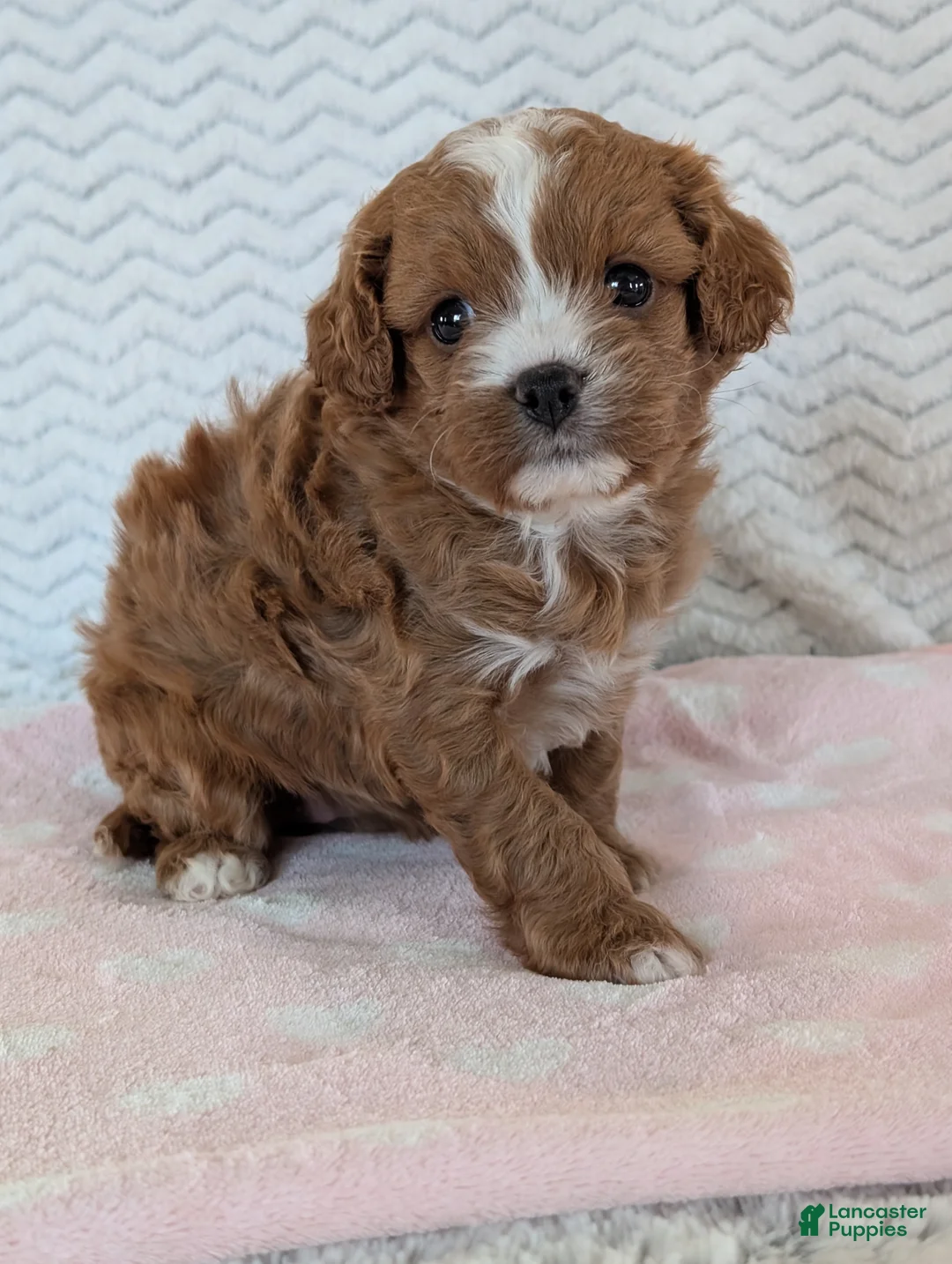 Cavapoo dogs for sale: Ginger - Ad 25