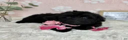 Mini Bernedoodle dogs for sale: Little Bambi - Ad 6