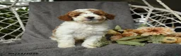 Goldendoodle dogs for sale: Hector - Ad 4