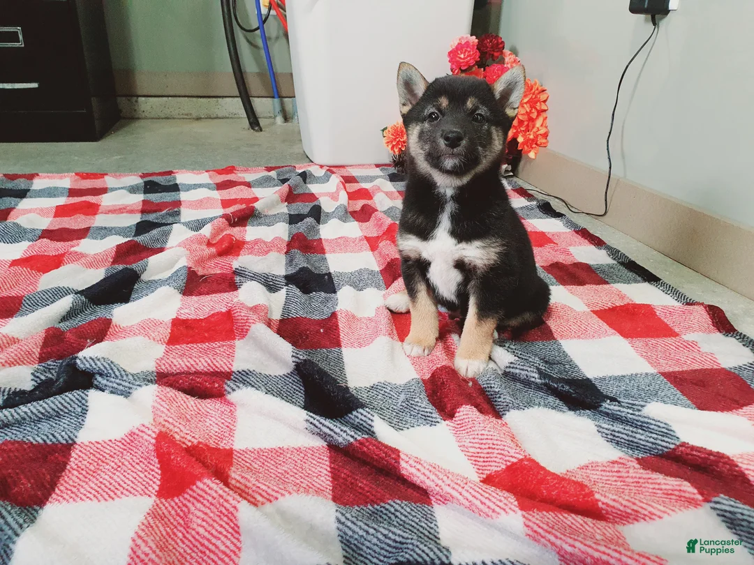 Shiba Inu dogs for sale: Buddy  - Ad 6