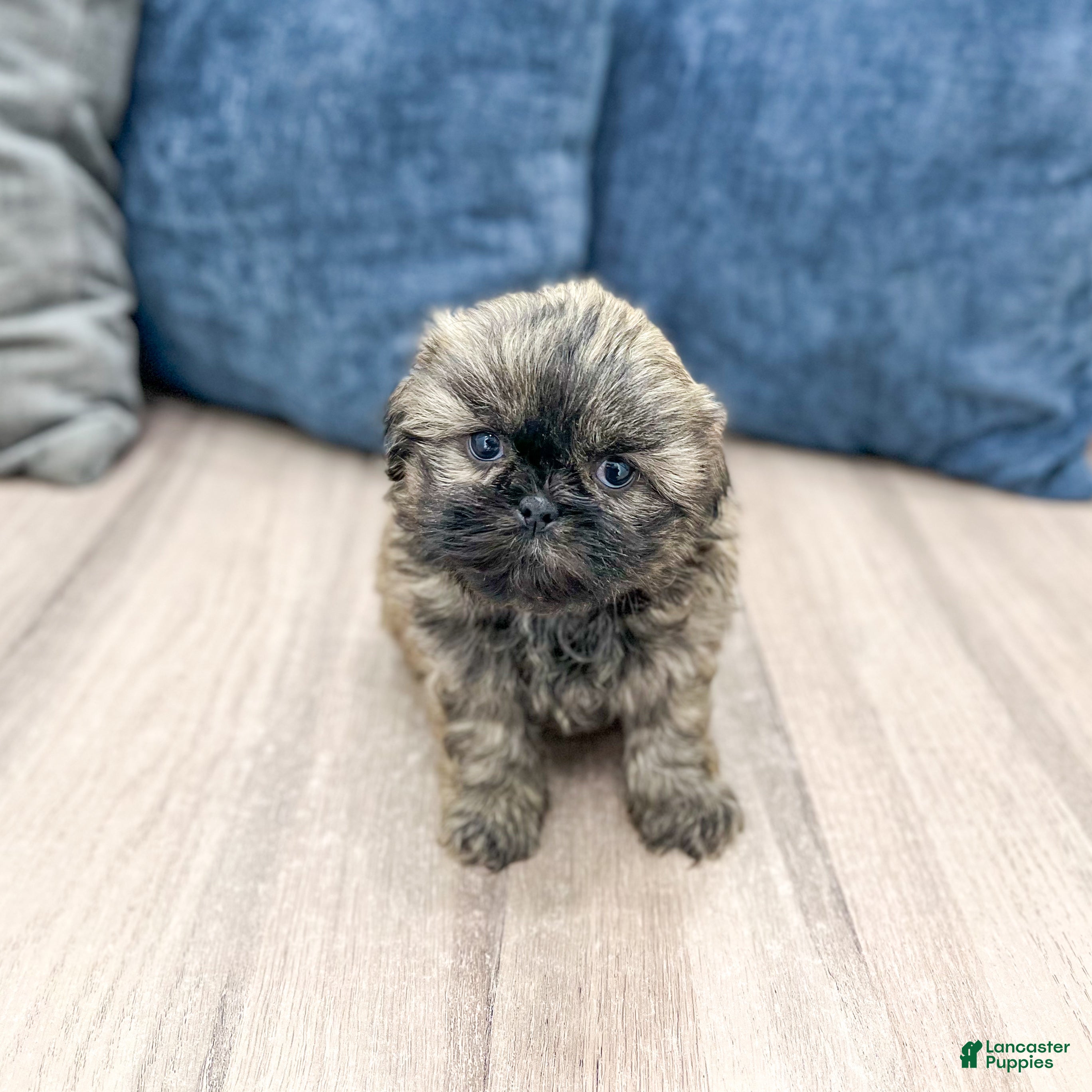 Teddy Bear dogs Daisy - Ad 2