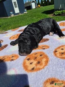 Standard Poodle dogs Dora - Ad 1