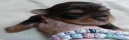 Yorkshire Terrier dogs for sale: Chocolate Meadow - Ad 4