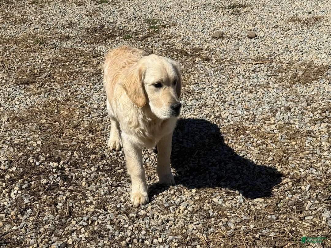 Golden Retriever dogs for sale: Joe - Ad 7